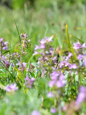 Orchidea fotografata all'Escursione sui prati aridi 2026